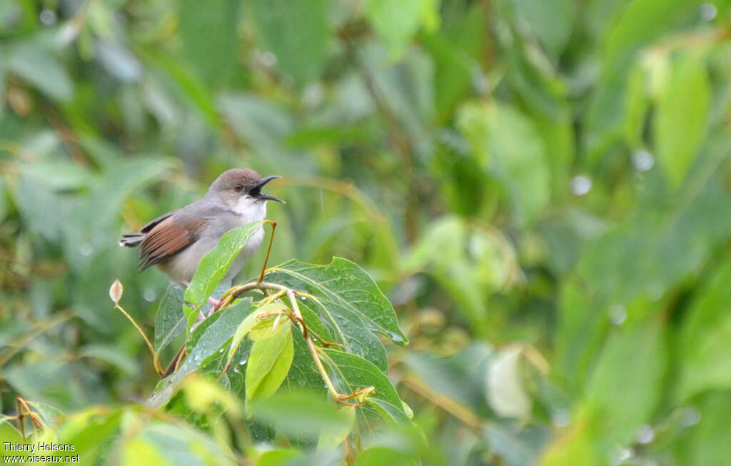 Singing Cisticolaadult breeding, identification