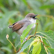 Singing Cisticola