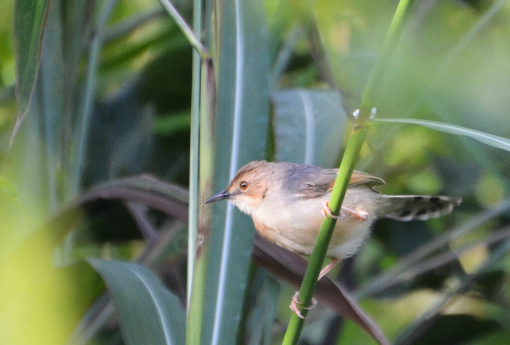 Cisticole chanteuseadulte, identification