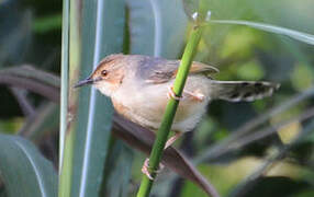 Singing Cisticola