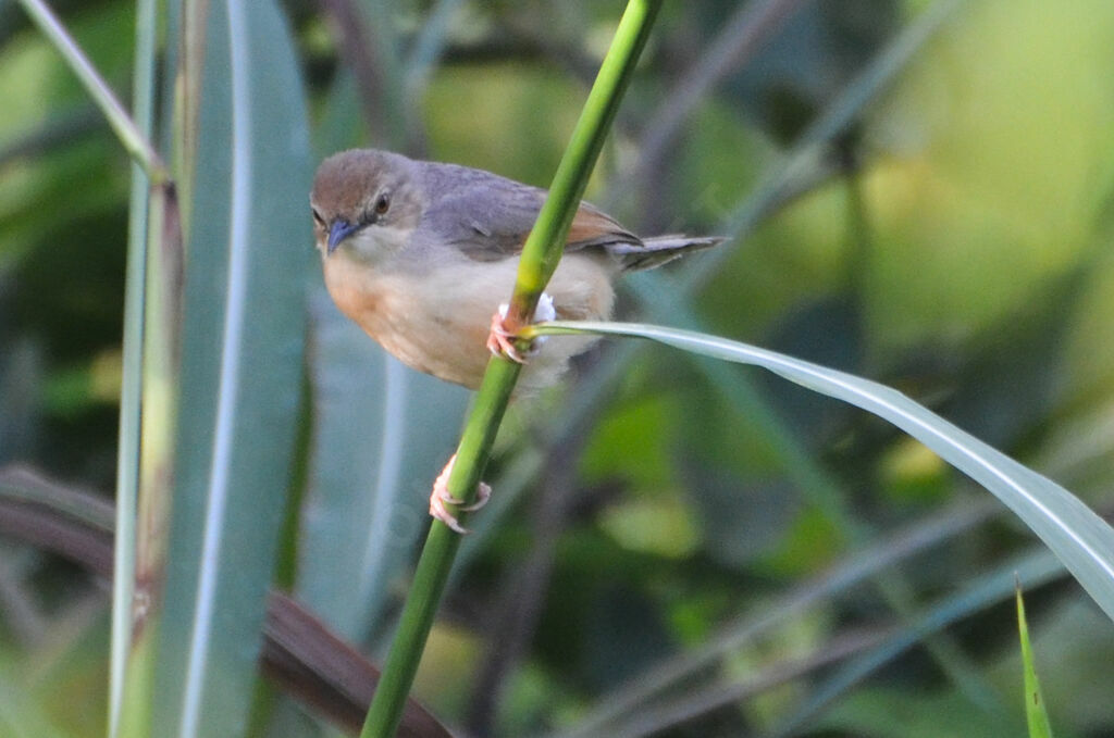 Singing Cisticolaadult, identification