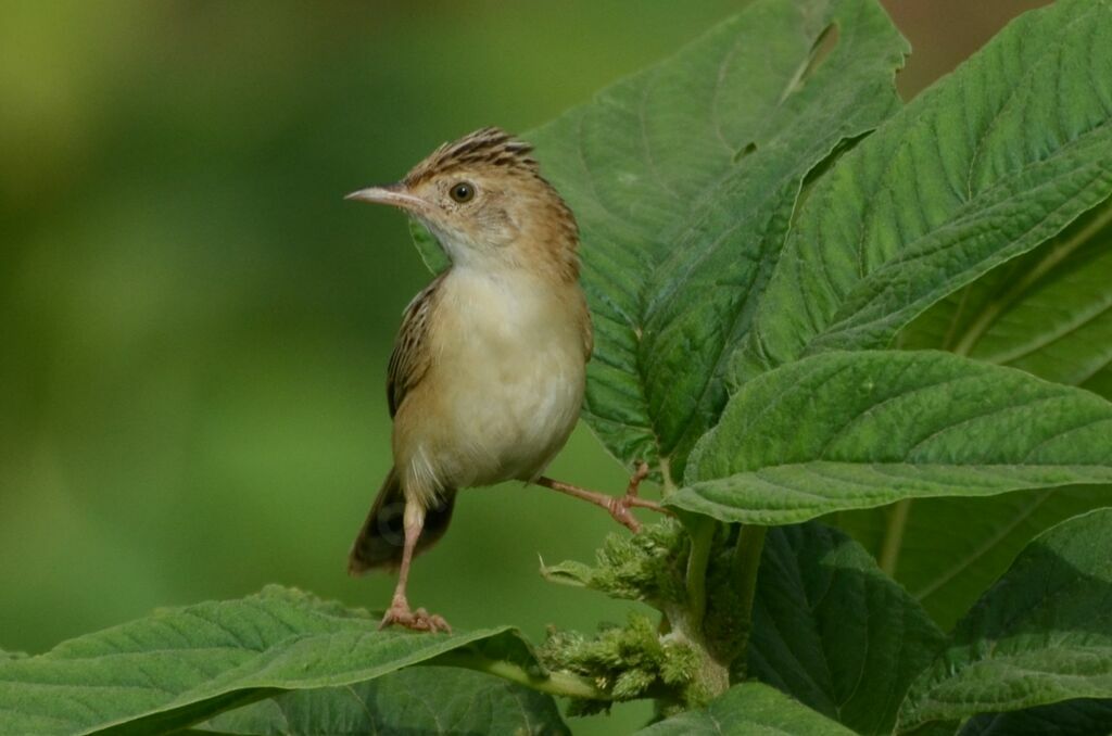 Zitting Cisticolaadult, identification