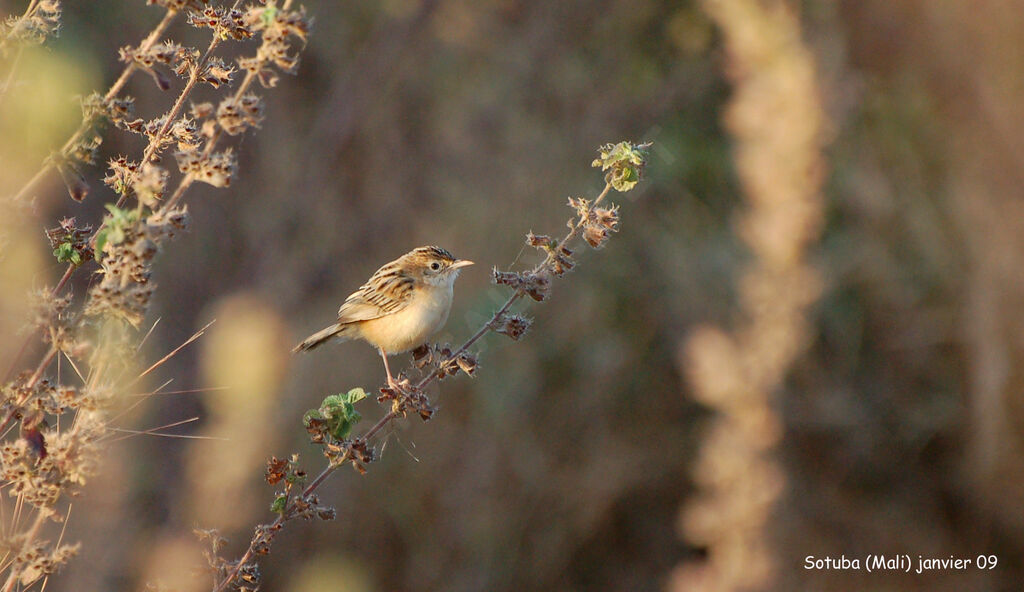 Zitting Cisticola