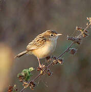 Zitting Cisticola