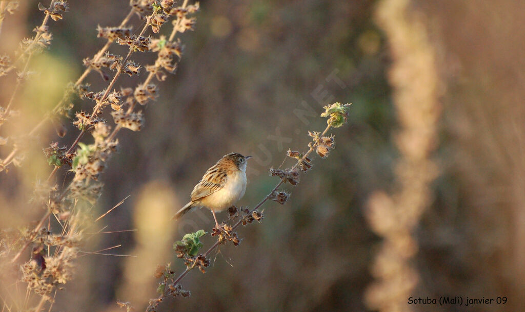 Zitting Cisticola