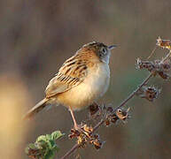 Zitting Cisticola