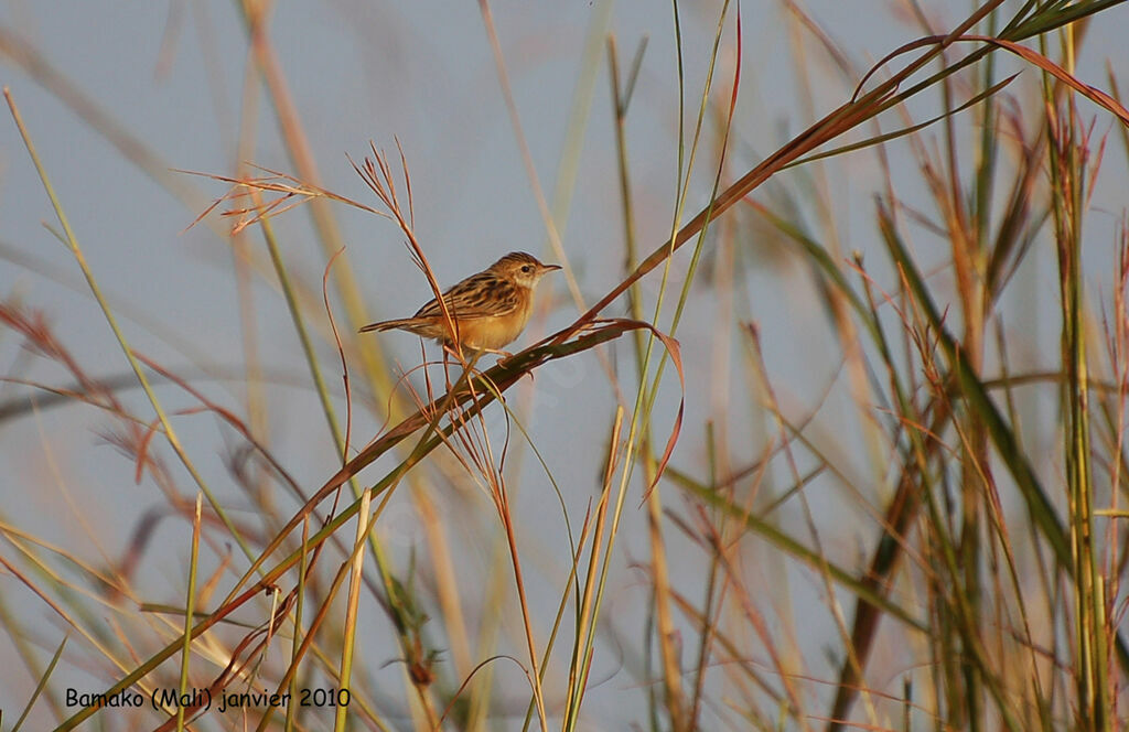 Zitting Cisticola