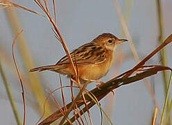 Zitting Cisticola