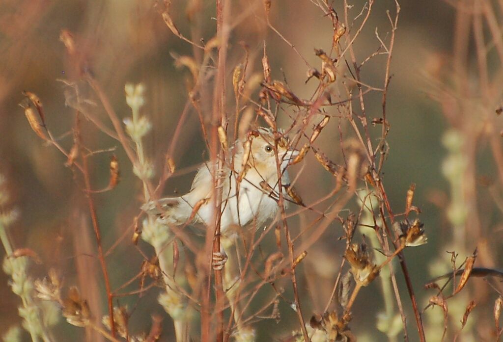 Zitting Cisticola