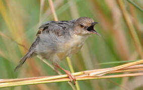 Winding Cisticola