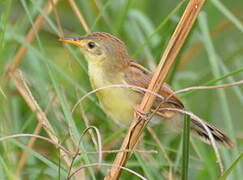 Winding Cisticola