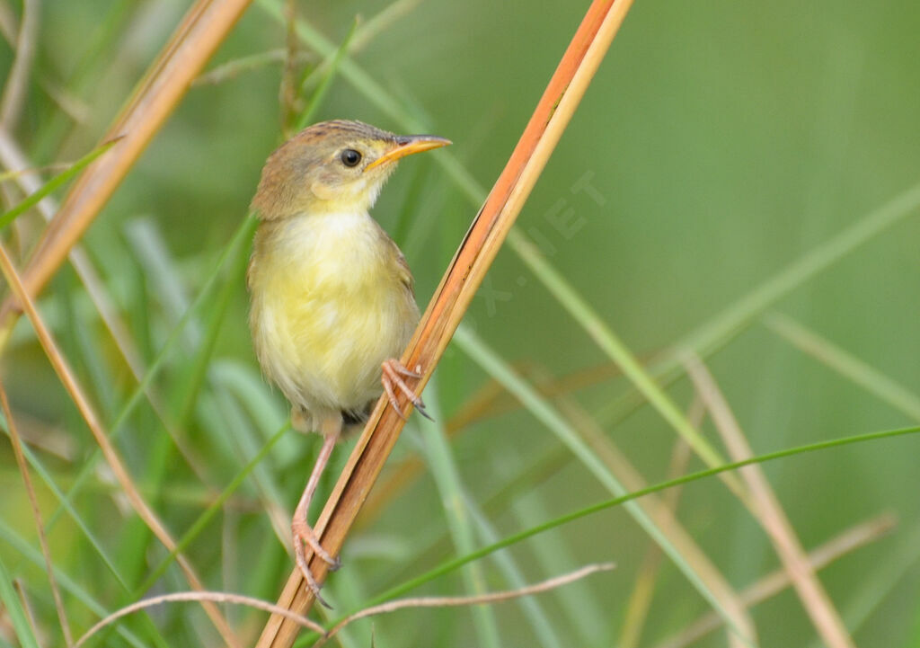 Winding Cisticolajuvenile