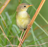 Winding Cisticola