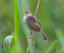 Winding Cisticola