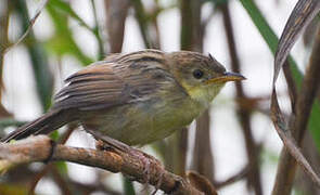 Winding Cisticola