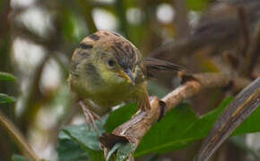 Winding Cisticola