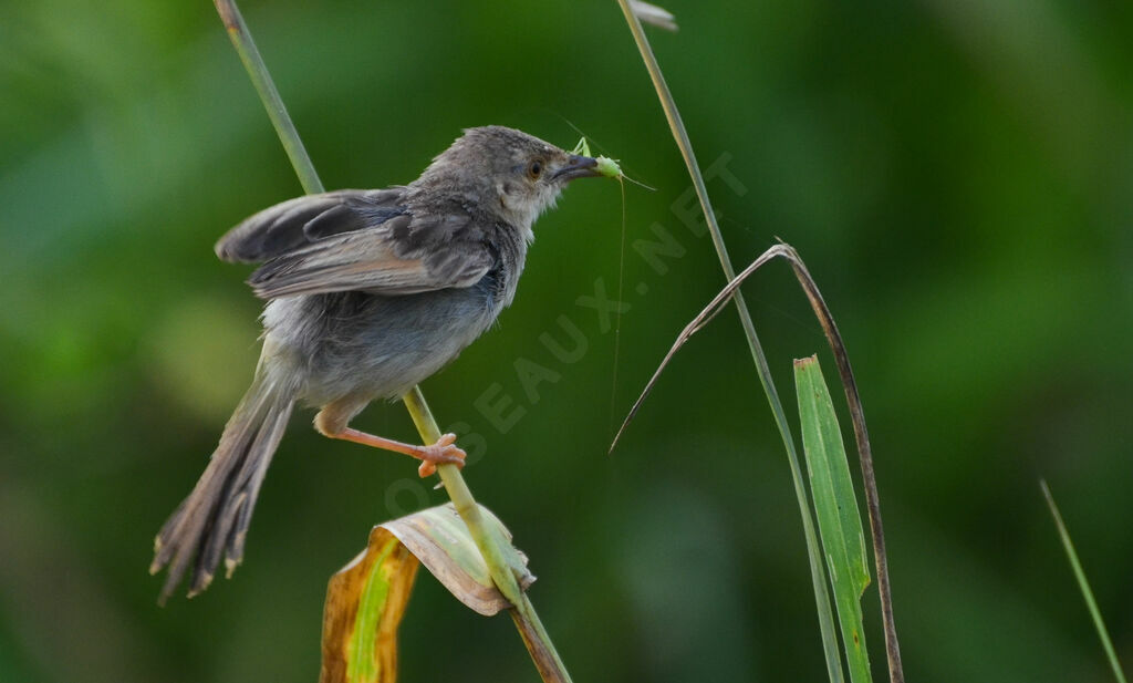 Winding Cisticolaadult, feeding habits