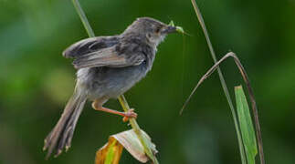 Winding Cisticola