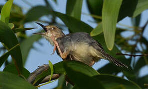 Winding Cisticola