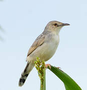 Winding Cisticola