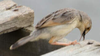 Winding Cisticola