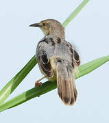 Winding Cisticola