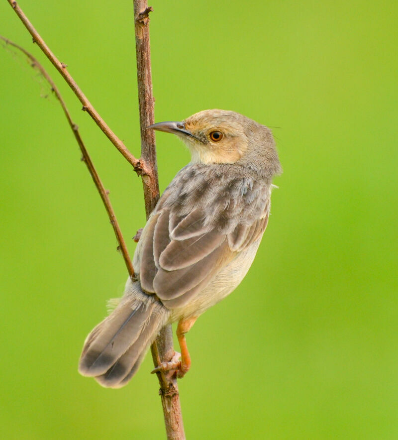 Winding Cisticolaadult, identification