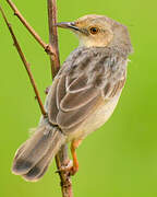 Winding Cisticola