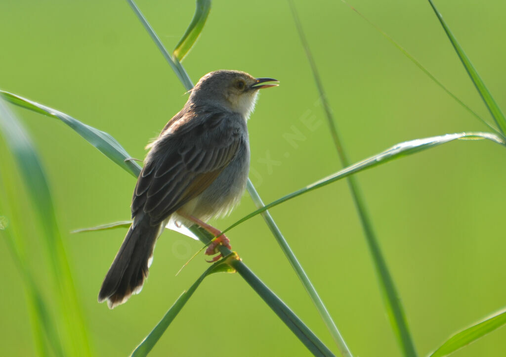 Winding Cisticola, identification