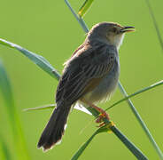 Winding Cisticola