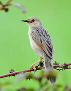 Winding Cisticola