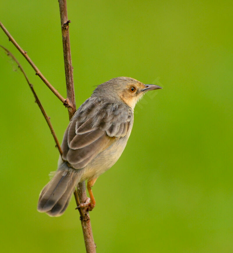 Winding Cisticolaadult, identification