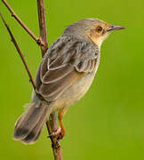 Winding Cisticola