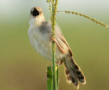 Winding Cisticola