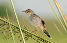 Winding Cisticola