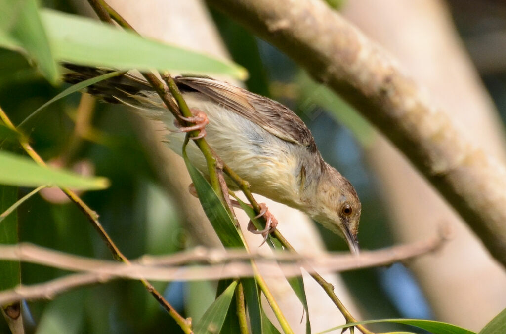 Winding Cisticola