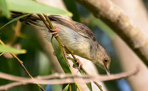 Winding Cisticola