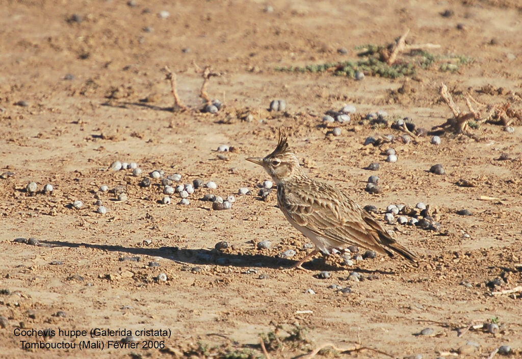 Cochevis huppé