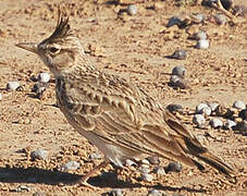 Crested Lark