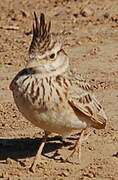 Crested Lark