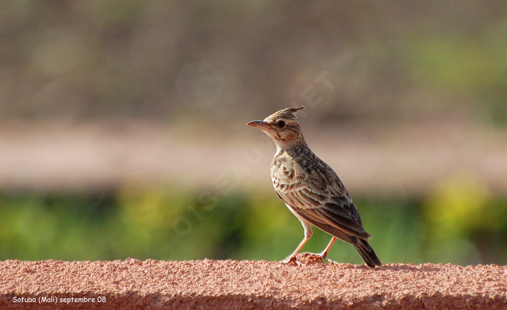 Cochevis huppé