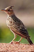 Crested Lark