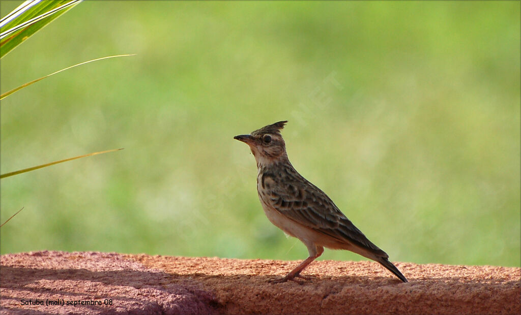 Cochevis huppé