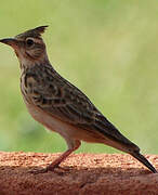 Crested Lark