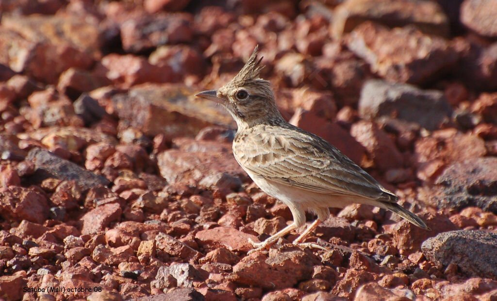 Cochevis huppé