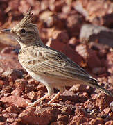 Crested Lark