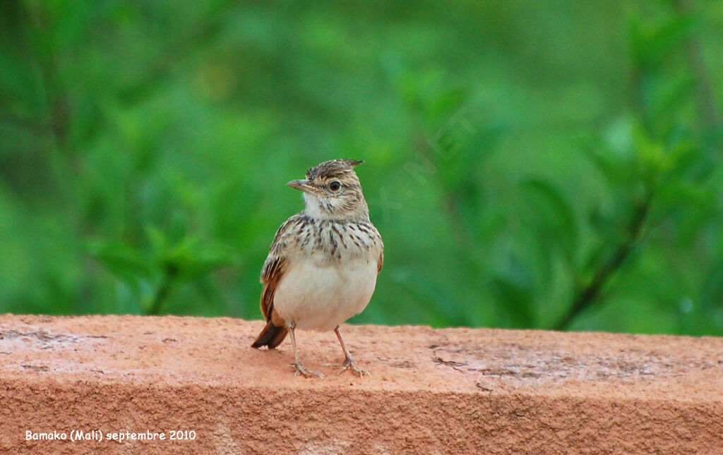 Crested Larkadult, identification