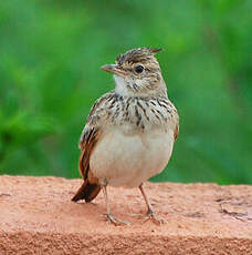 Cochevis huppé