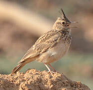 Crested Lark