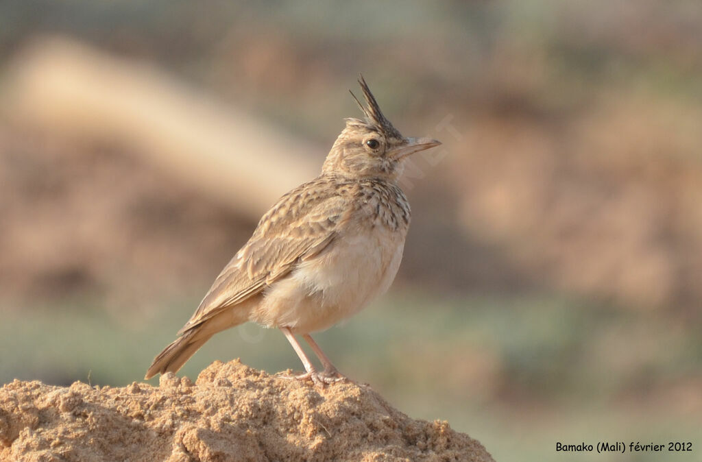 Crested Larkadult, identification